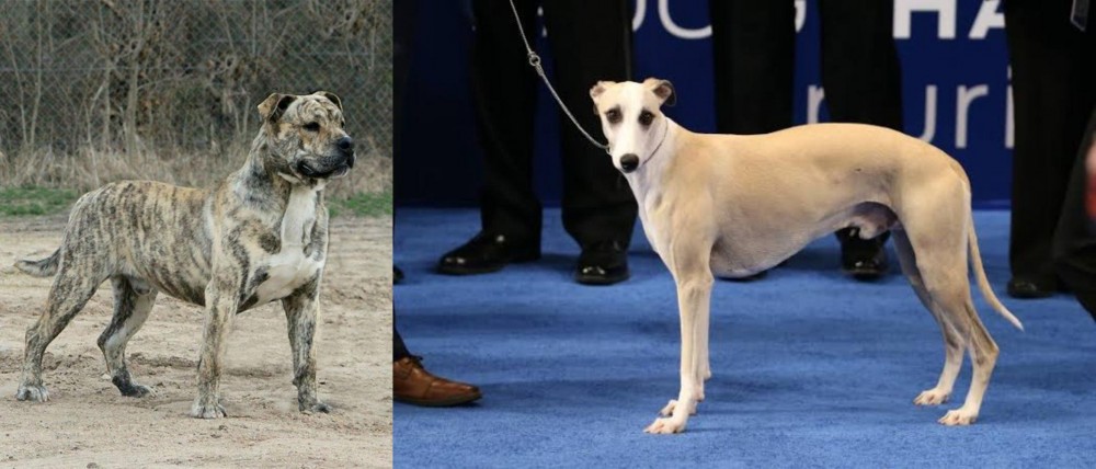 Whippet vs Perro de Presa Mallorquin - Breed Comparison