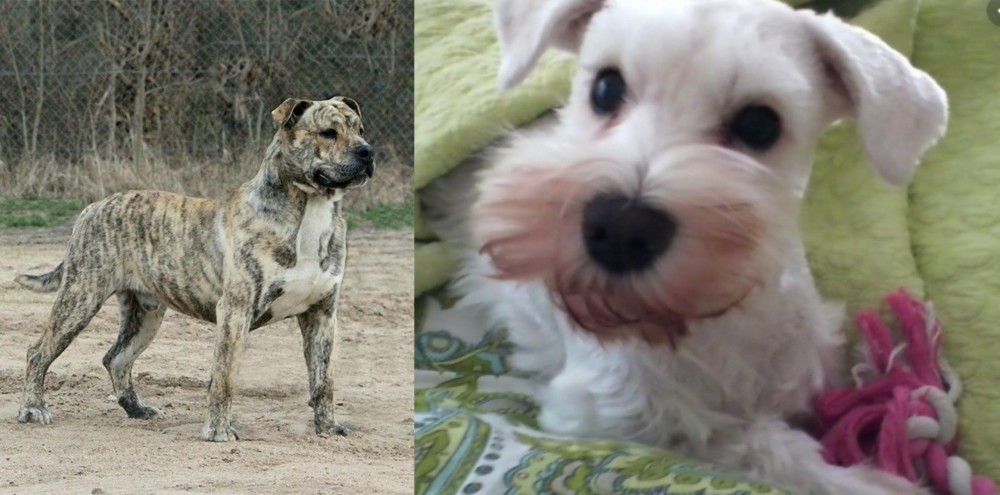 White Schnauzer vs Perro de Presa Mallorquin - Breed Comparison