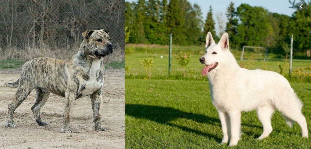 White Shepherd vs Perro de Presa Mallorquin - Breed Comparison
