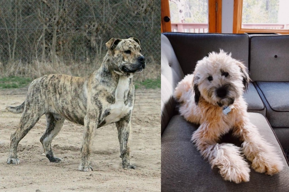 Whoodles vs Perro de Presa Mallorquin - Breed Comparison