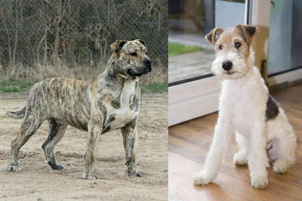 Wire Fox Terrier vs Perro de Presa Mallorquin - Breed Comparison