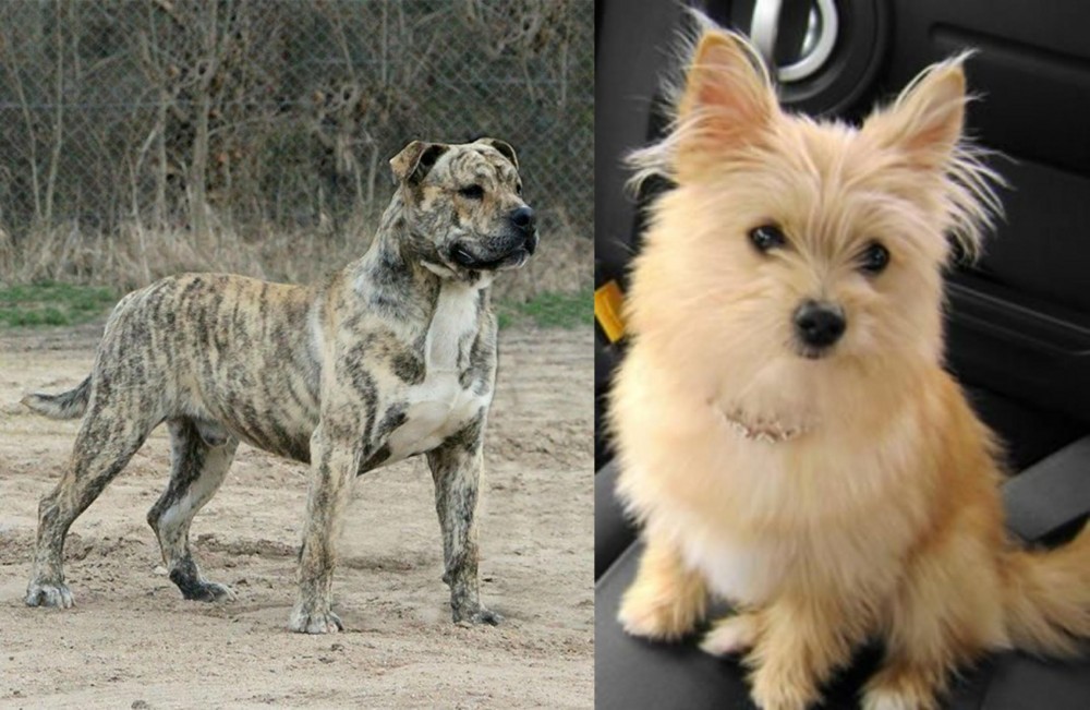 Yoranian vs Perro de Presa Mallorquin - Breed Comparison