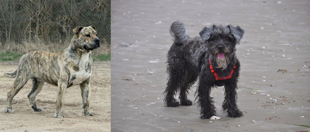 YorkiePoo vs Perro de Presa Mallorquin - Breed Comparison