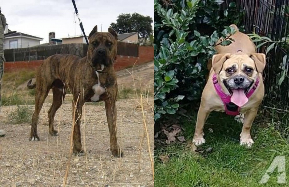 Beabull vs Perro de Toro - Breed Comparison