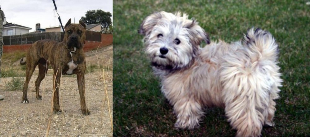 Havapoo vs Perro de Toro - Breed Comparison