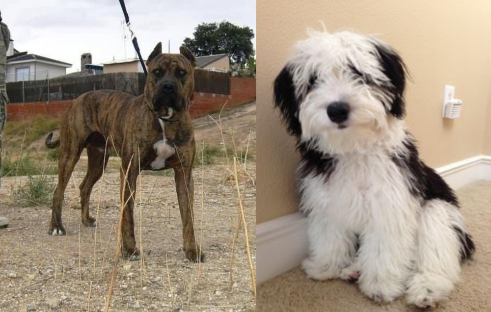 Mini Sheepadoodles vs Perro de Toro - Breed Comparison