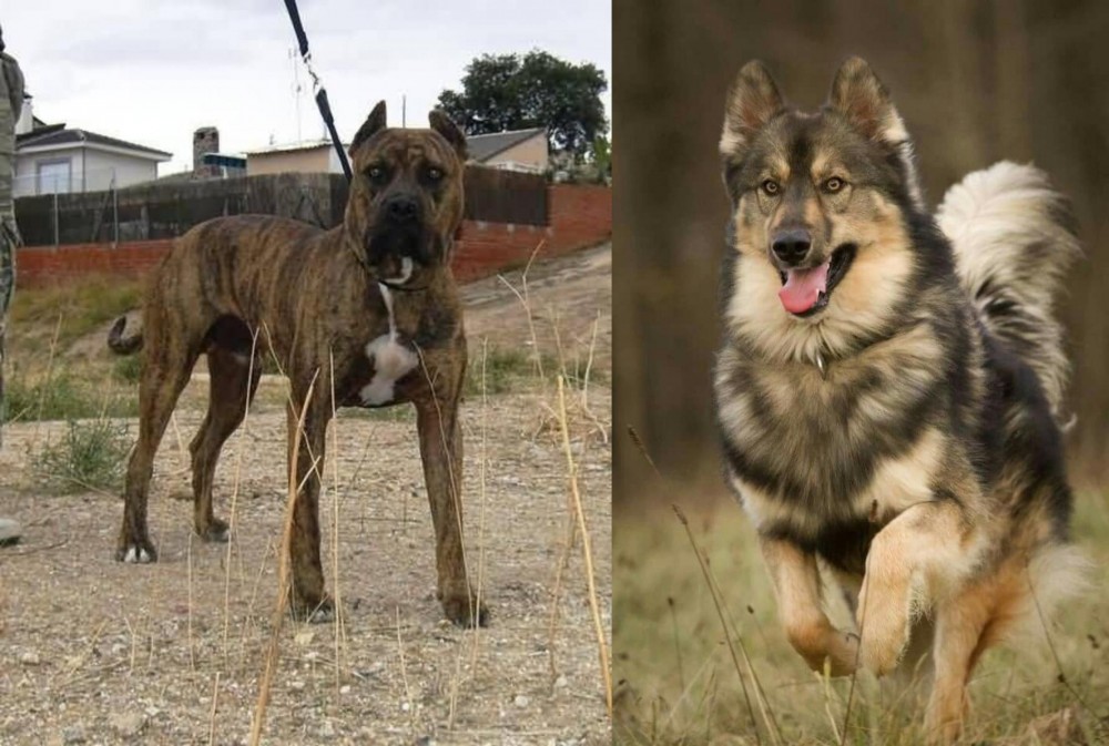 Native American Indian Dog vs Perro de Toro - Breed Comparison