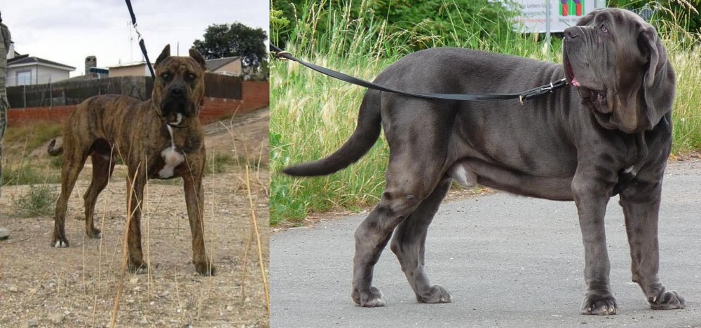 Neapolitan Mastiff vs Perro de Toro - Breed Comparison