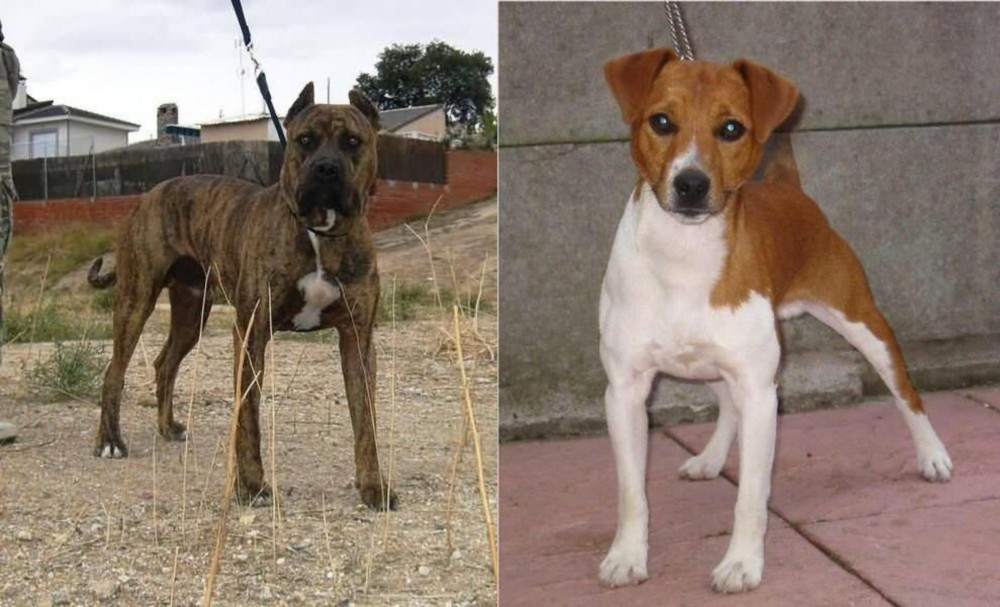 Plummer Terrier vs Perro de Toro - Breed Comparison