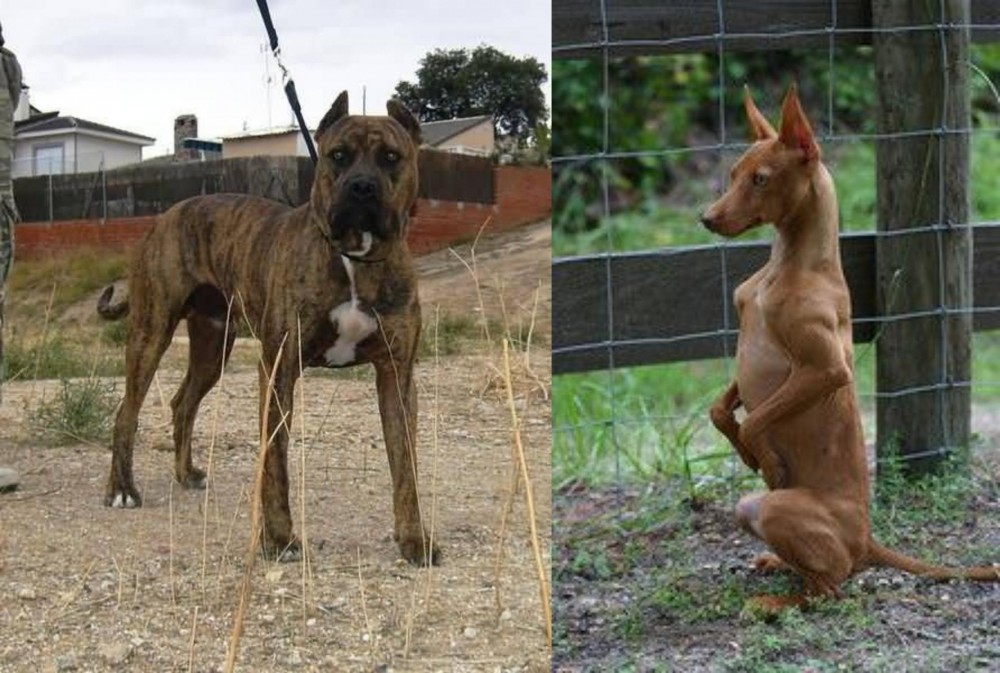Podenco Andaluz vs Perro de Toro - Breed Comparison