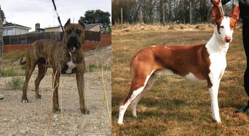 Podenco Canario vs Perro de Toro - Breed Comparison