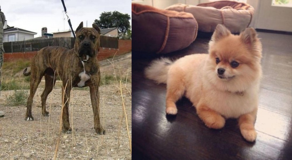 Pomeranian vs Perro de Toro - Breed Comparison