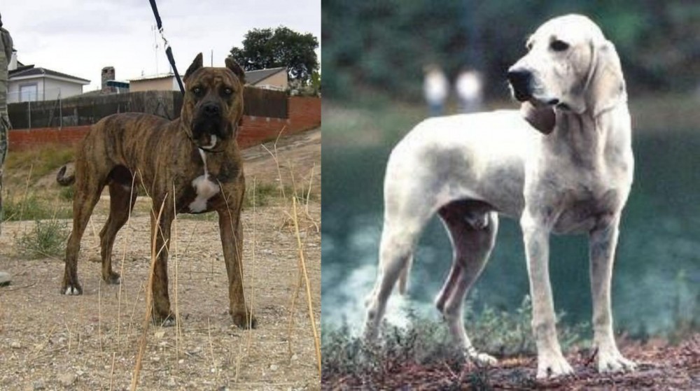 Porcelaine vs Perro de Toro - Breed Comparison