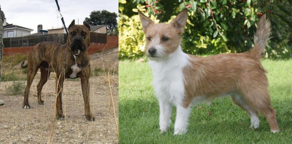 Portuguese Podengo vs Perro de Toro - Breed Comparison