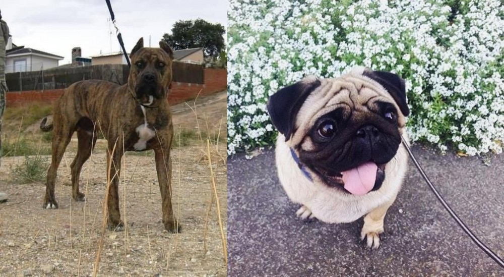Pug vs Perro de Toro - Breed Comparison