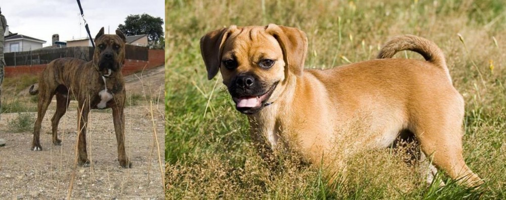 Puggle vs Perro de Toro - Breed Comparison