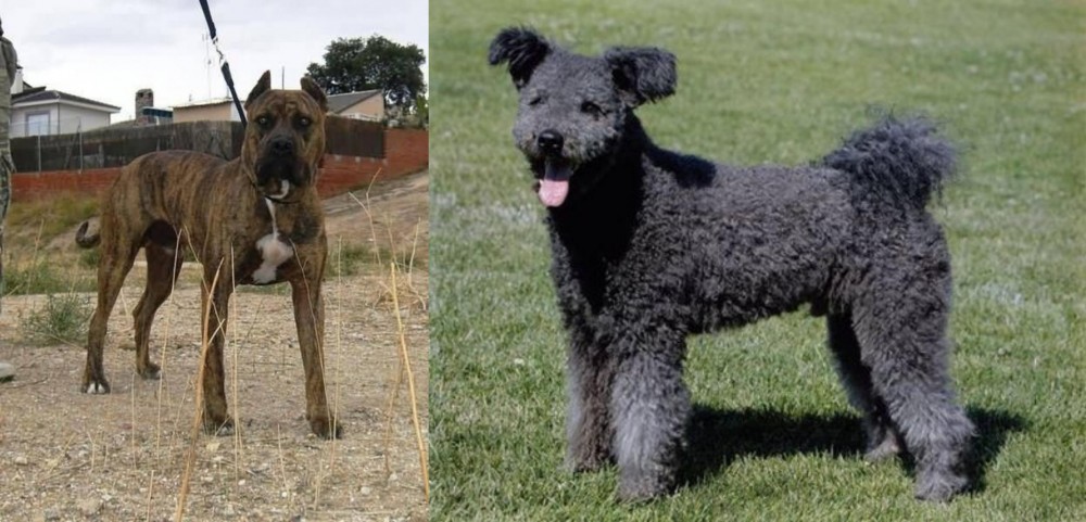 Pumi vs Perro de Toro - Breed Comparison