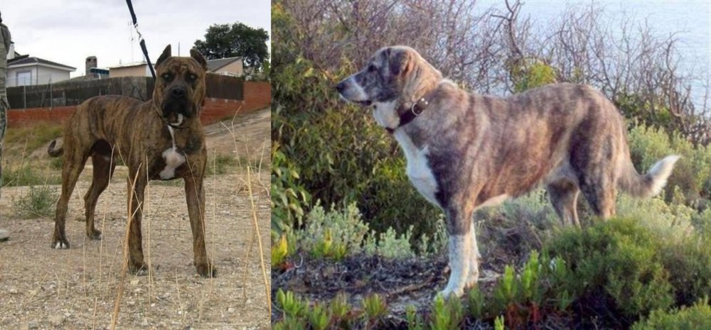 Rafeiro do Alentejo vs Perro de Toro - Breed Comparison