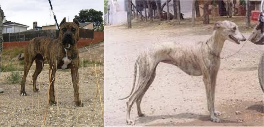 Rampur Greyhound vs Perro de Toro - Breed Comparison