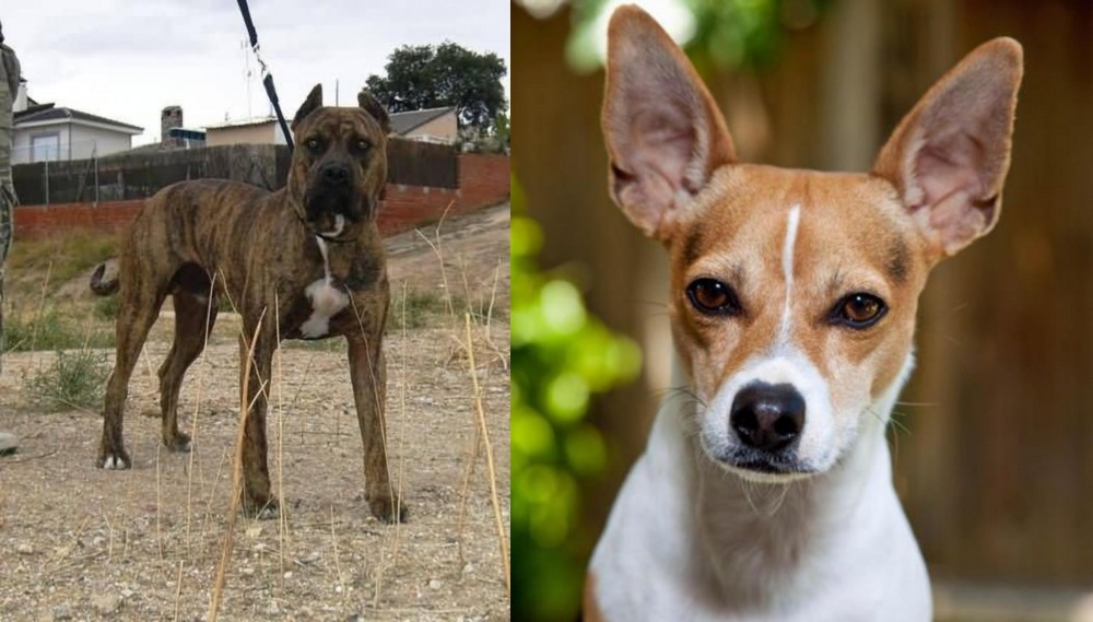 Rat Terrier vs Perro de Toro - Breed Comparison