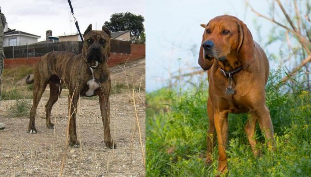 Redbone Coonhound vs Perro de Toro - Breed Comparison