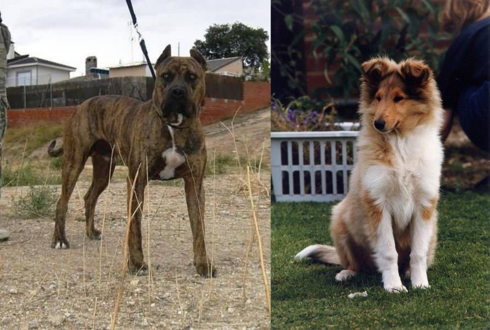 Rough Collie vs Perro de Toro - Breed Comparison