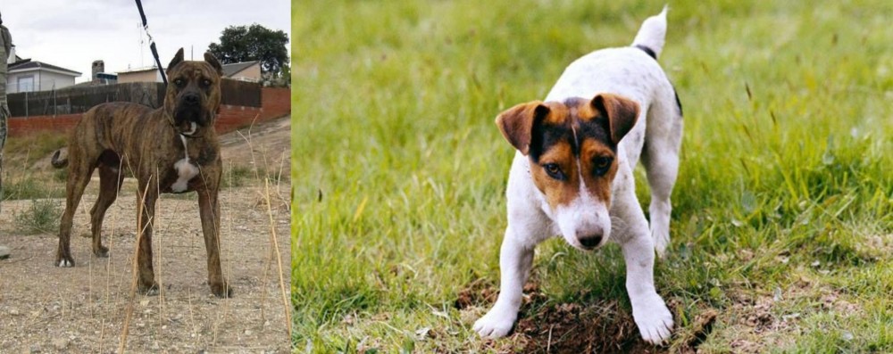 Russell Terrier vs Perro de Toro - Breed Comparison