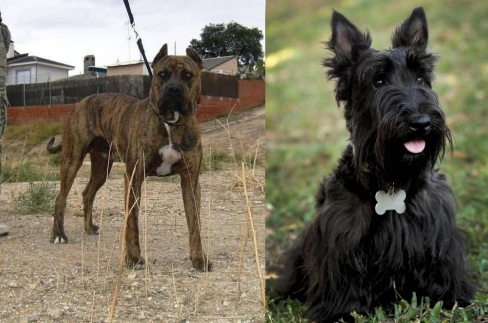 Scoland Terrier vs Perro de Toro - Breed Comparison