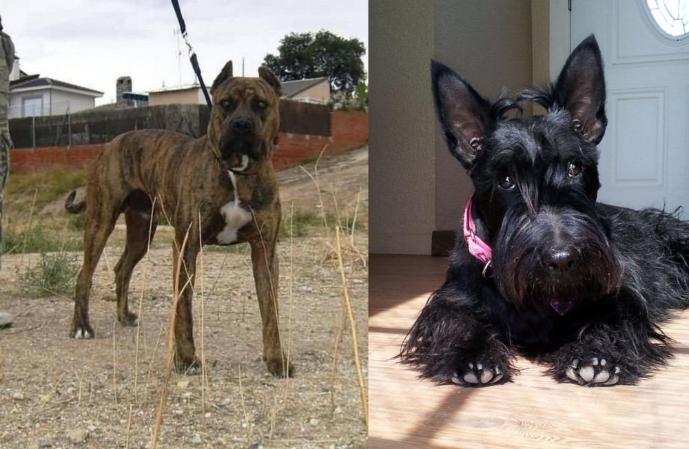 Scottish Terrier vs Perro de Toro - Breed Comparison