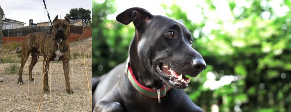 Shepard Labrador vs Perro de Toro - Breed Comparison