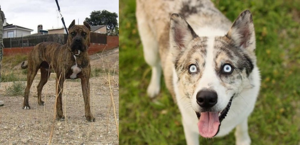 Shepherd Husky vs Perro de Toro - Breed Comparison