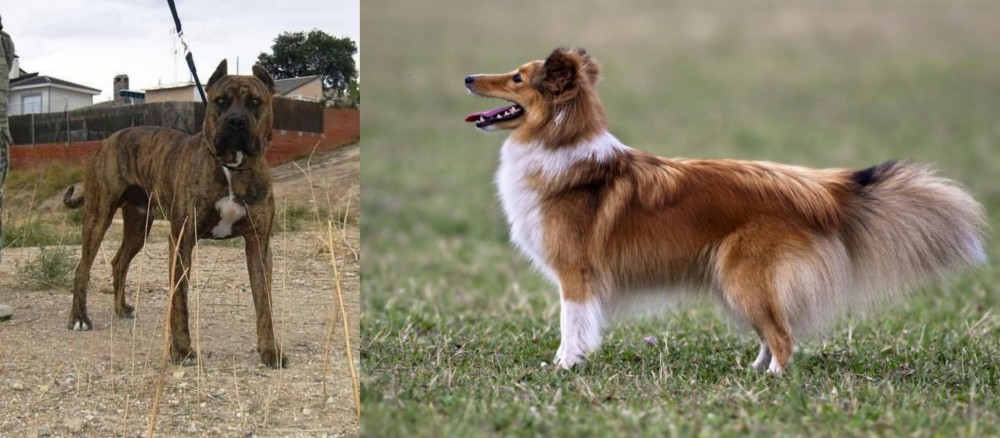 Shetland Sheepdog vs Perro de Toro - Breed Comparison