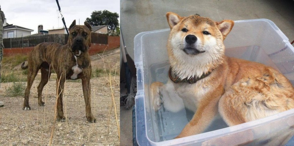 Shiba Inu vs Perro de Toro - Breed Comparison