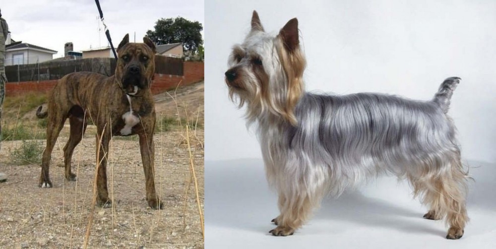 Silky Terrier vs Perro de Toro - Breed Comparison