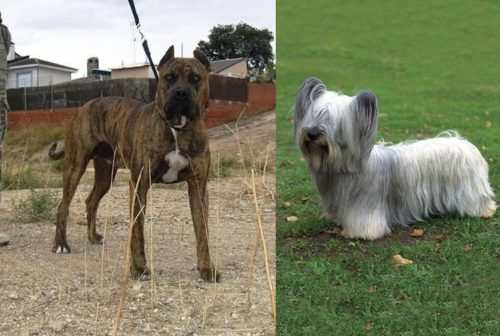 Skye Terrier vs Perro de Toro - Breed Comparison