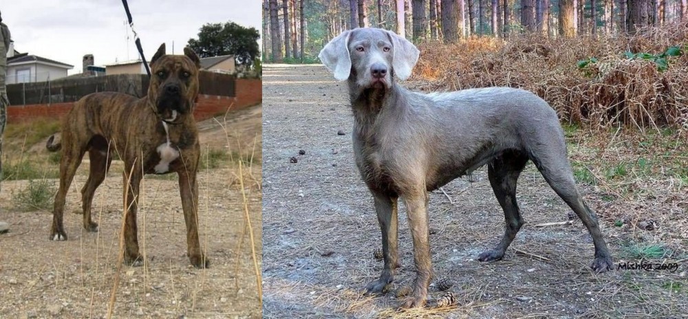 Slovensky Hrubosrsty Stavac vs Perro de Toro - Breed Comparison