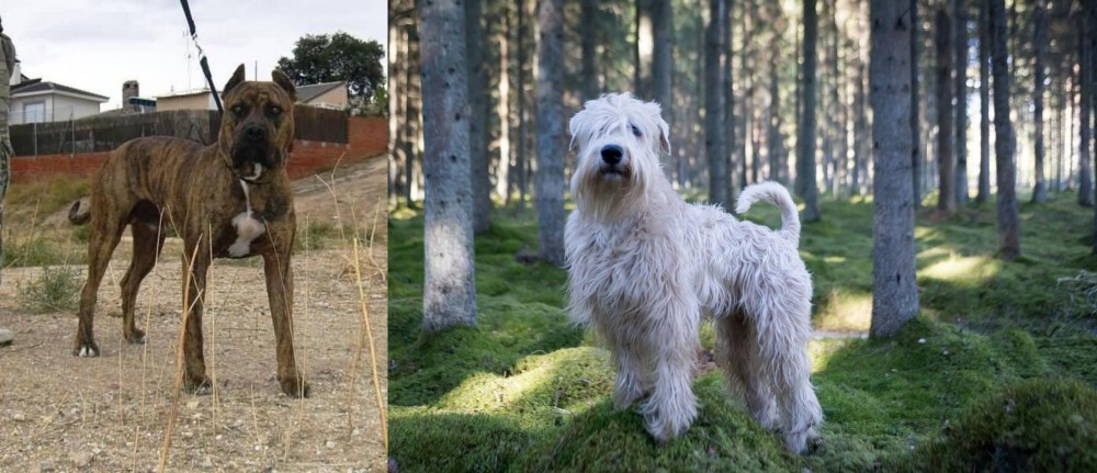 Soft-Coated Wheaten Terrier vs Perro de Toro - Breed Comparison