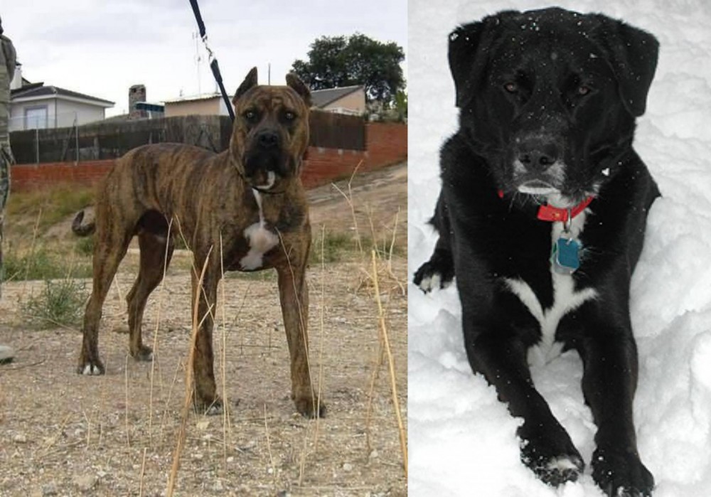 St. John's Water Dog vs Perro de Toro - Breed Comparison