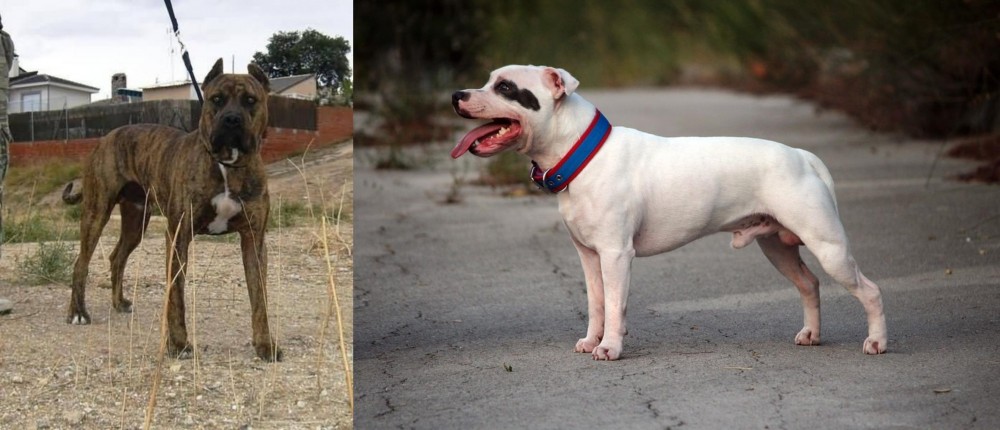 Staffordshire Bull Terrier vs Perro de Toro - Breed Comparison