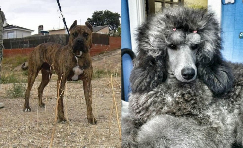 Standard Poodle vs Perro de Toro - Breed Comparison