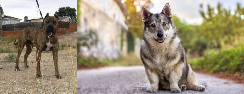 Swedish Vallhund vs Perro de Toro - Breed Comparison