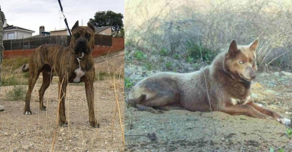 Tahltan Bear Dog vs Perro de Toro - Breed Comparison