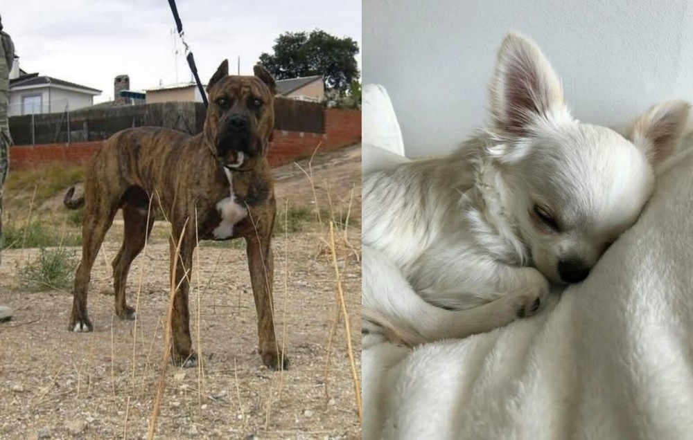 Tea Cup Chihuahua vs Perro de Toro - Breed Comparison