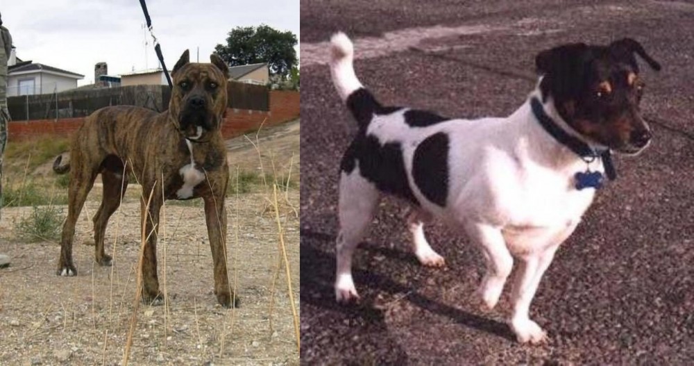 Teddy Roosevelt Terrier vs Perro de Toro - Breed Comparison