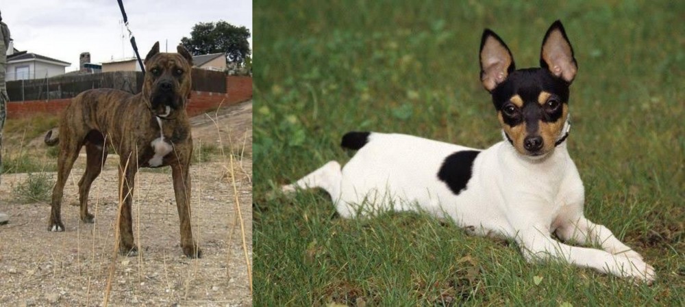 Toy Fox Terrier vs Perro de Toro - Breed Comparison