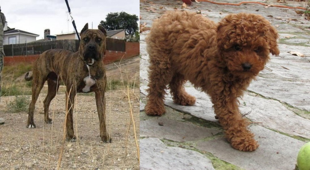 Toy Poodle vs Perro de Toro - Breed Comparison