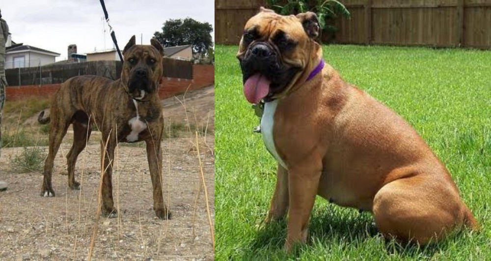 Valley Bulldog vs Perro de Toro - Breed Comparison