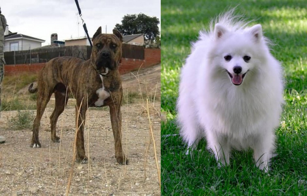 Volpino Italiano vs Perro de Toro - Breed Comparison