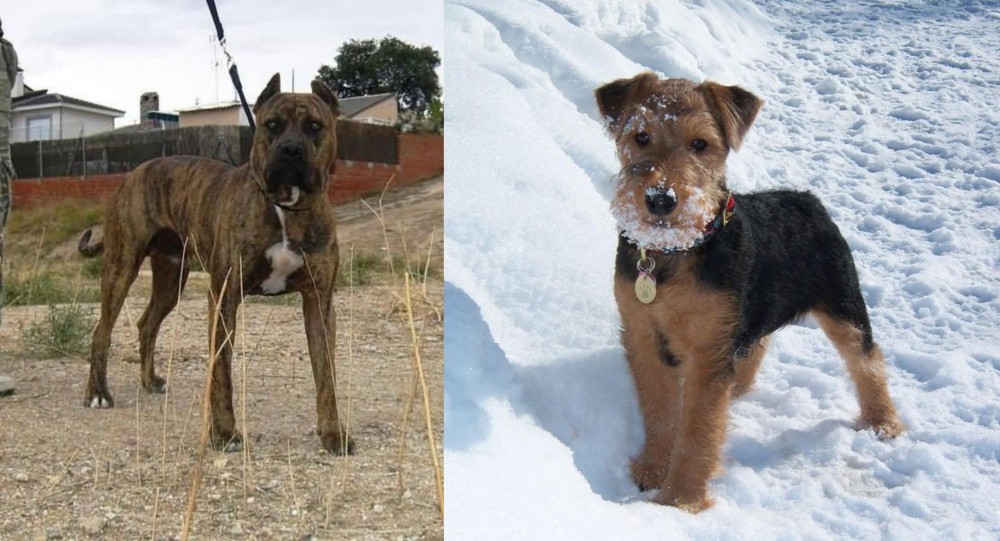 Welsh Terrier vs Perro de Toro - Breed Comparison