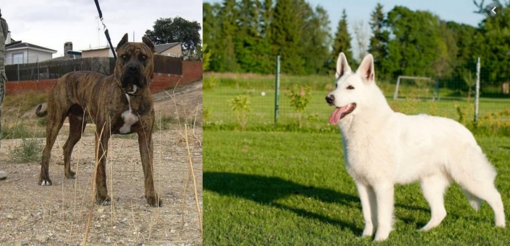 White Shepherd vs Perro de Toro - Breed Comparison